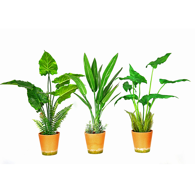 뜨거운 판매 공장 직접 공급 녹색 실내 야외 홈 장식 화분 화 된 녹색 식물